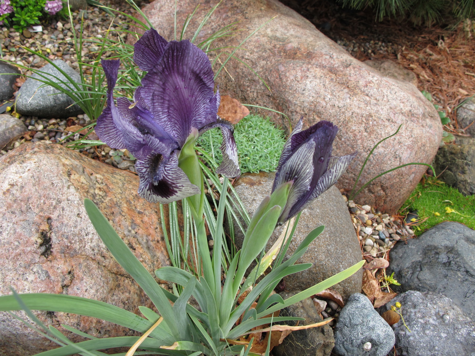 Rimmer-Iris_'Thor'_IMG_1430.JPG