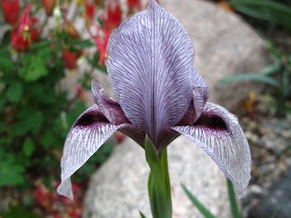 Rimmer-Iris_acutiloba.jpg