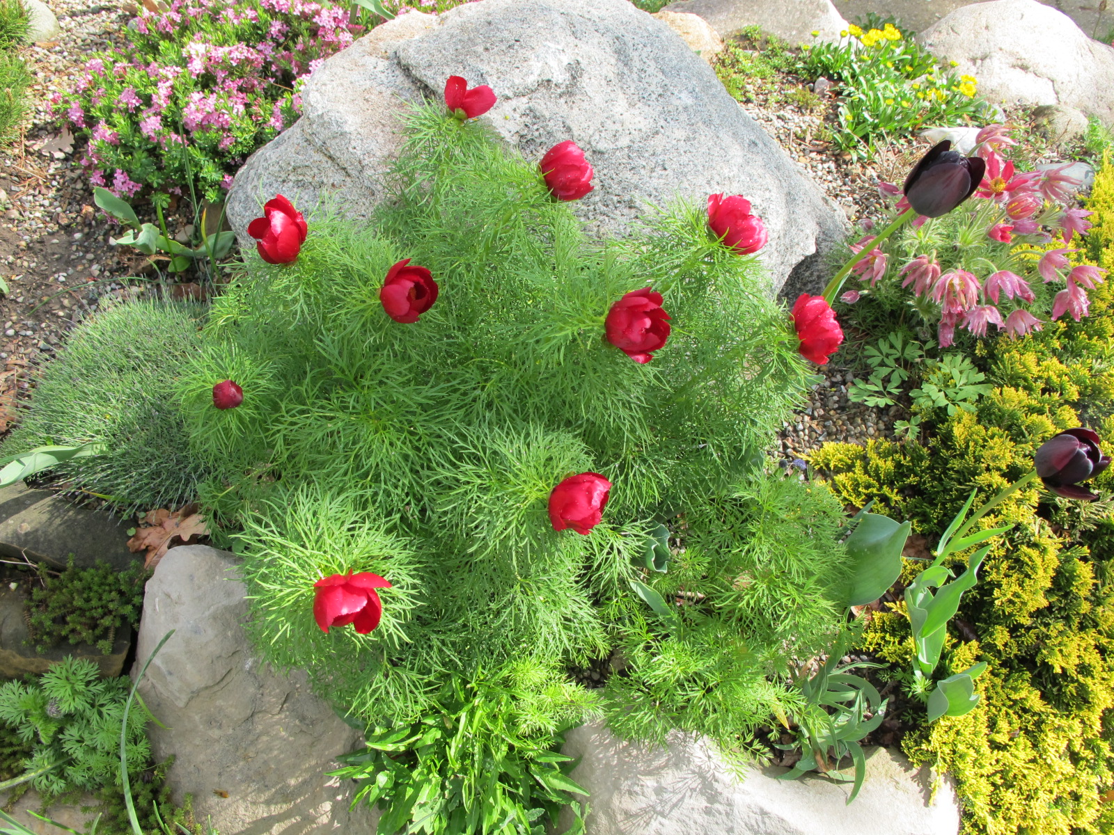 immer-Paeonia_tenuifolia_IMG_1450.JPG